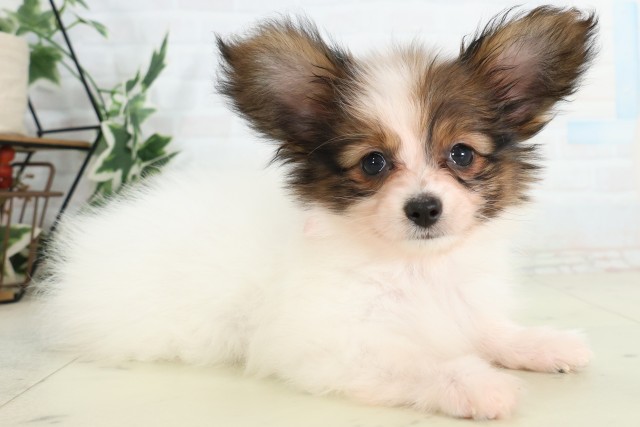 鹿児島県のパピヨンの子犬を価格や特徴で探す|ペットショップ探すなら