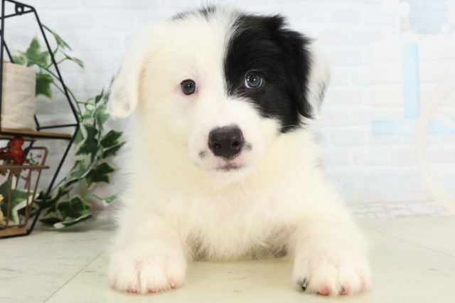 広島県のボーダーコリー (Coo&RIKU福山店/2026年4月5日生まれ/男の子/ブラックホワイト)の子犬