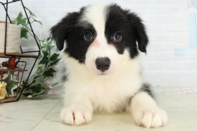 島根県のボーダーコリー (Coo&RIKU出雲店/2026年4月5日生まれ/女の子/ブラックホワイト)の子犬の1枚目の画像
