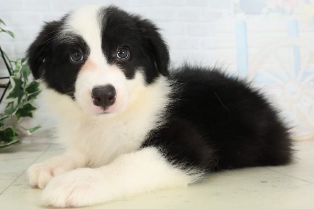島根県のボーダーコリー (Coo&RIKU出雲店/2026年4月5日生まれ/女の子/ブラックホワイト)の子犬の3枚目の画像
