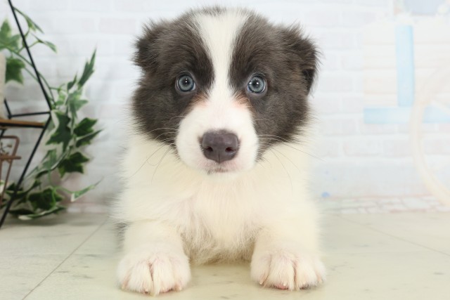 神奈川県のボーダーコリー (Coo&RIKU長津田店/2026年4月5日生まれ/女の子/ブルーホワイト)の子犬