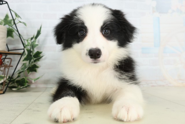 神奈川県のボーダーコリー (Coo&RIKU横浜旭店/2026年4月5日生まれ/女の子/ブラックホワイト)の子犬の1枚目の画像