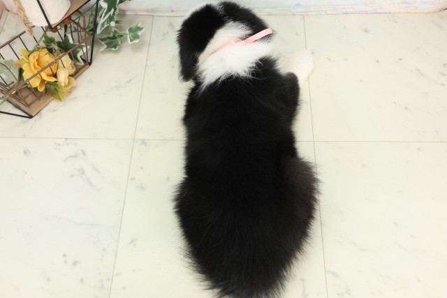 神奈川県のボーダーコリー (Coo&RIKU横浜旭店/2026年4月5日生まれ/女の子/ブラックホワイト)の子犬の4枚目の画像