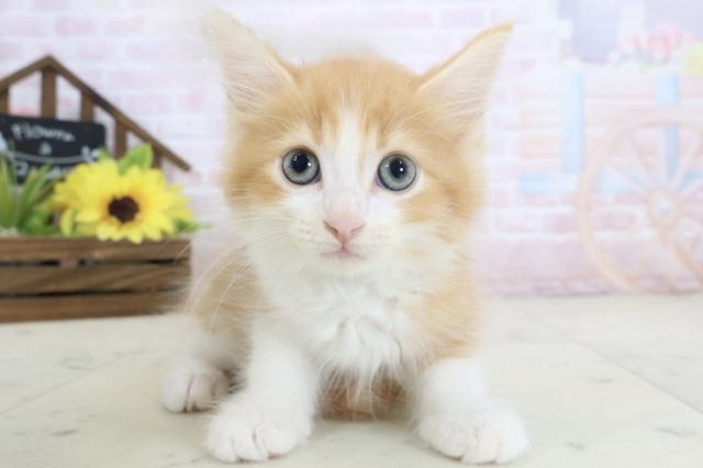 ラガマフィンの子猫一覧｜ペットショップCoo＆RIKU