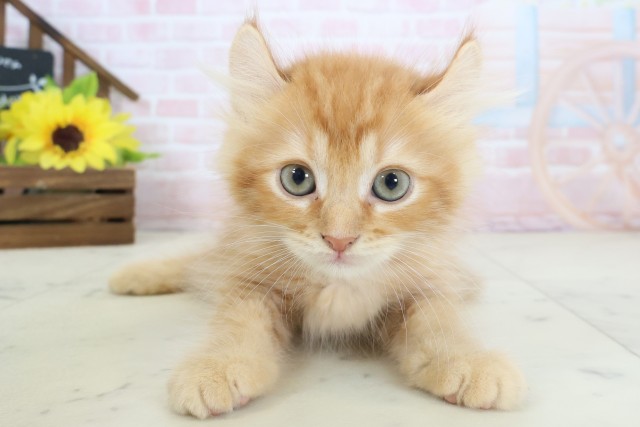 岡山県のキンカロー (Coo&RIKU岡山店/2026年4月5日生まれ/男の子/レッドタビー)の子猫の1枚目の画像