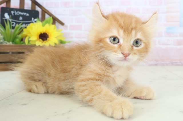 岡山県のキンカロー (Coo&RIKU岡山店/2026年4月5日生まれ/男の子/レッドタビー)の子猫の2枚目の画像