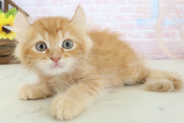 岡山県のキンカロー (Coo&RIKU岡山店/2026年4月5日生まれ/男の子/レッドタビー)の子猫の3枚目の画像
