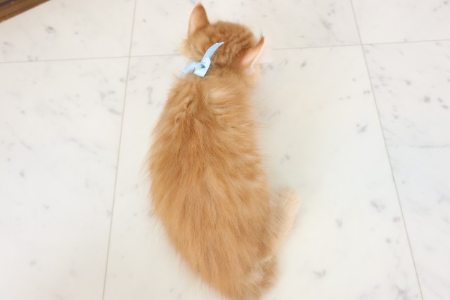 岡山県のキンカロー (Coo&RIKU岡山店/2026年4月5日生まれ/男の子/レッドタビー)の子猫の4枚目の画像