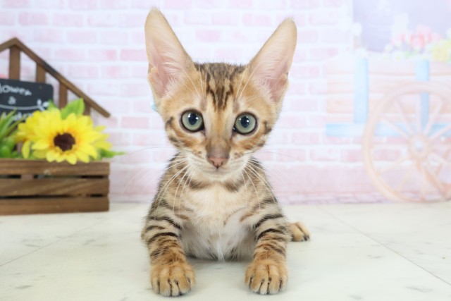 広島県のトイガー (Coo&RIKU東広島店/2026年3月27日生まれ/男の子/ブラウンスポットタビー)の子猫の1枚目の画像