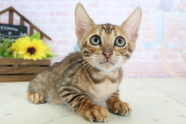 広島県のトイガー (Coo&RIKU東広島店/2026年3月27日生まれ/男の子/ブラウンスポットタビー)の子猫の2枚目の画像