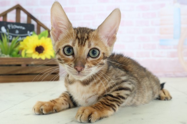 広島県のトイガー (Coo&RIKU東広島店/2026年3月27日生まれ/男の子/ブラウンスポットタビー)の子猫の3枚目の画像