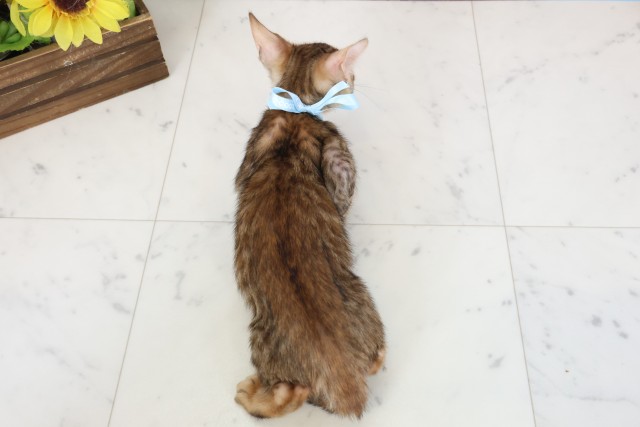 広島県のトイガー (Coo&RIKU東広島店/2026年3月27日生まれ/男の子/ブラウンスポットタビー)の子猫の4枚目の画像