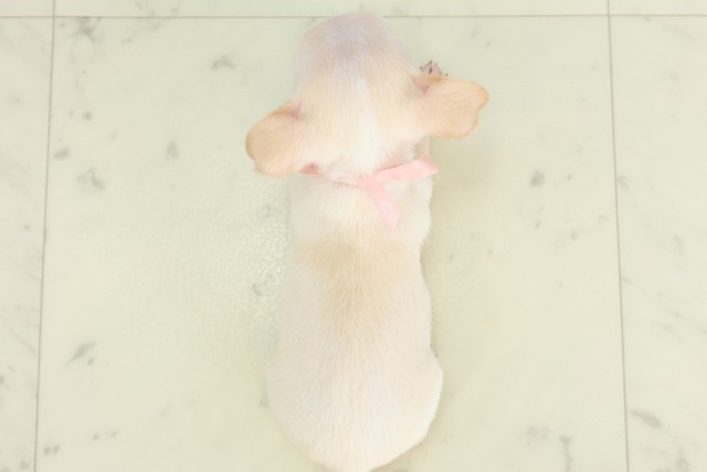 岡山県のチワワ(スムース) (Coo&RIKU岡山店/2026年3月26日生まれ/女の子/クリームホワイト)の子犬の4枚目の画像