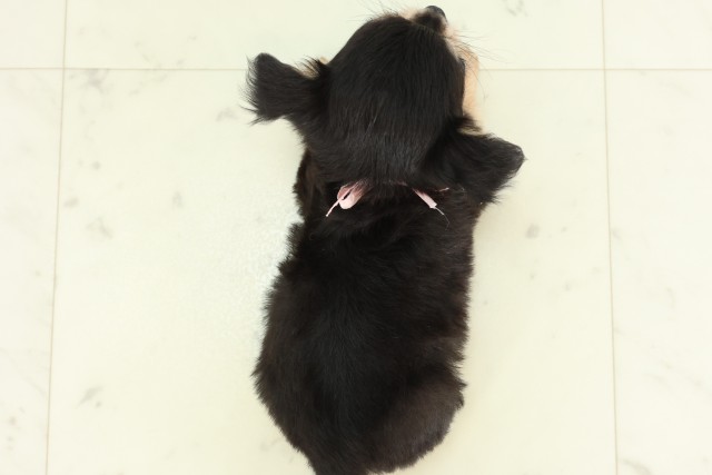 鹿児島県のチワワ(ロング) (Coo&RIKU鹿屋店/2026年4月3日生まれ/女の子/ブラックタン)の子犬の4枚目の画像