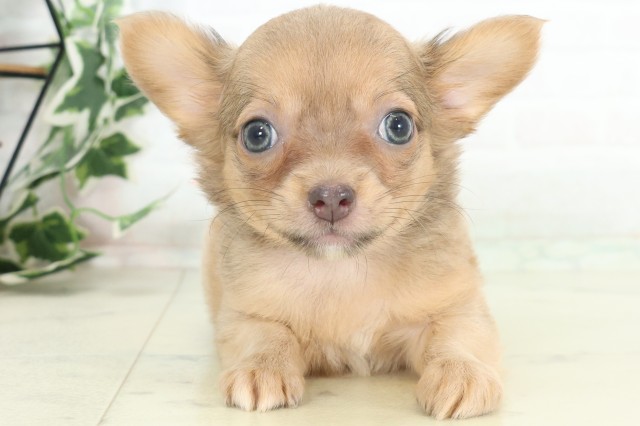 広島県のチワワ(ロング) (Coo&RIKU東広島店/2026年4月3日生まれ/女の子/ブルーフォーン)の子犬の1枚目の画像