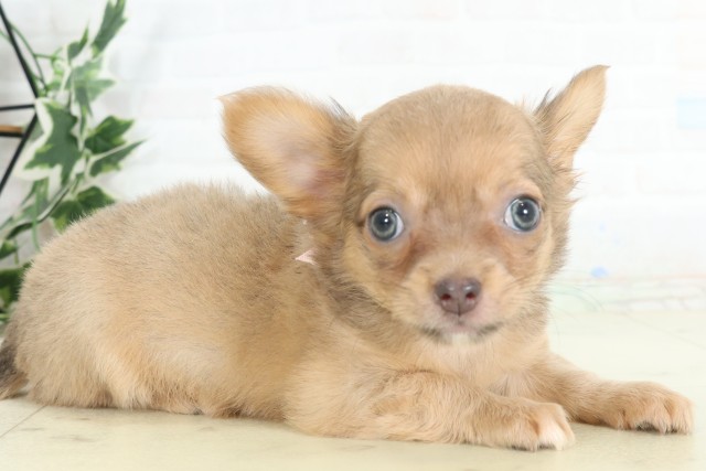 広島県のチワワ(ロング) (Coo&RIKU東広島店/2026年4月3日生まれ/女の子/ブルーフォーン)の子犬の2枚目の画像