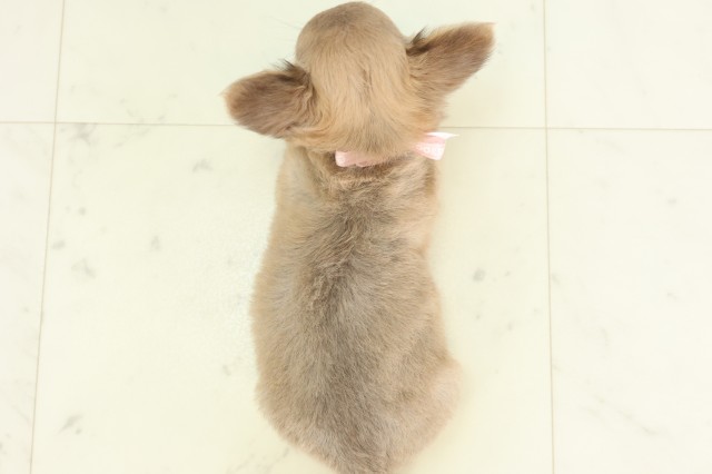 広島県のチワワ(ロング) (Coo&RIKU東広島店/2026年4月3日生まれ/女の子/ブルーフォーン)の子犬の4枚目の画像