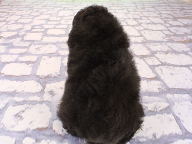 大阪府のトイプードル(トイ) (Coo&RIKU梅田店/2026年4月4日生まれ/男の子/ブラックホワイト)の子犬の4枚目の画像