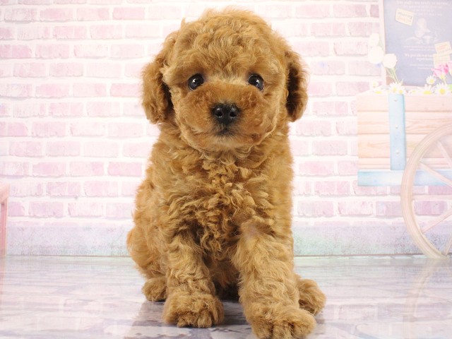 兵庫県のトイプードル(トイ) (Coo&RIKU丹波店/2026年4月4日生まれ/男の子/レッドフォーン)の子犬