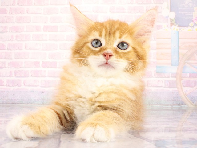 兵庫県のメインクーン (Coo&RIKU神戸三宮店/2026年4月1日生まれ/男の子/レッドタビーホワイト)の子猫