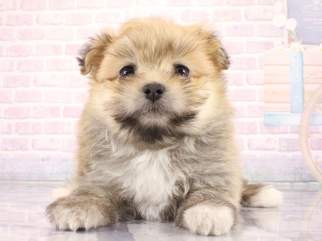 奈良県のポメマル/マルポメ(ポメラニアン×マルチーズ) (Coo&RIKU奈良新庄店/2026年4月4日生まれ/女の子/フォーン)の子犬の1枚目の画像