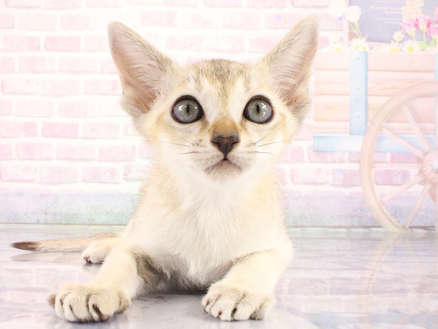 大阪府のシンガプーラ (Coo&RIKU梅田店/2026年4月4日生まれ/男の子/セピアアグーティ)の子猫の1枚目の画像