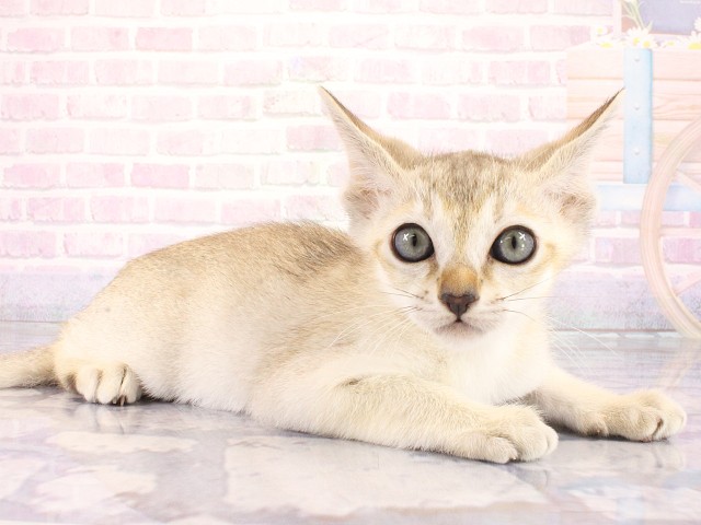 大阪府のシンガプーラ (Coo&RIKU梅田店/2026年4月4日生まれ/男の子/セピアアグーティ)の子猫の2枚目の画像