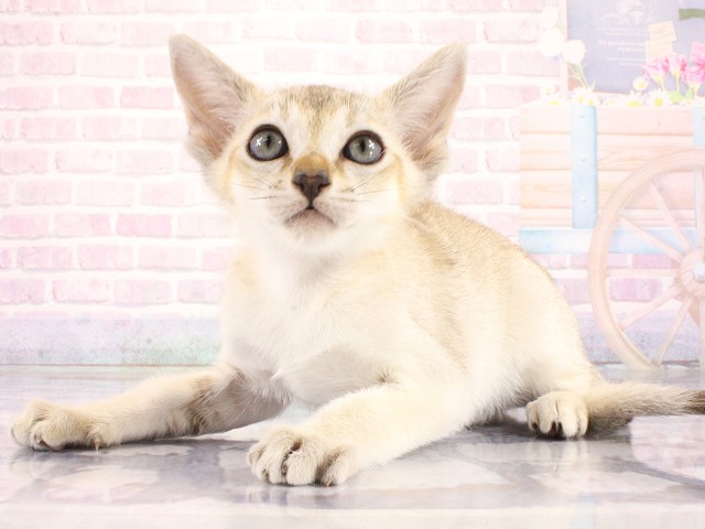 大阪府のシンガプーラ (Coo&RIKU梅田店/2026年4月4日生まれ/男の子/セピアアグーティ)の子猫の3枚目の画像