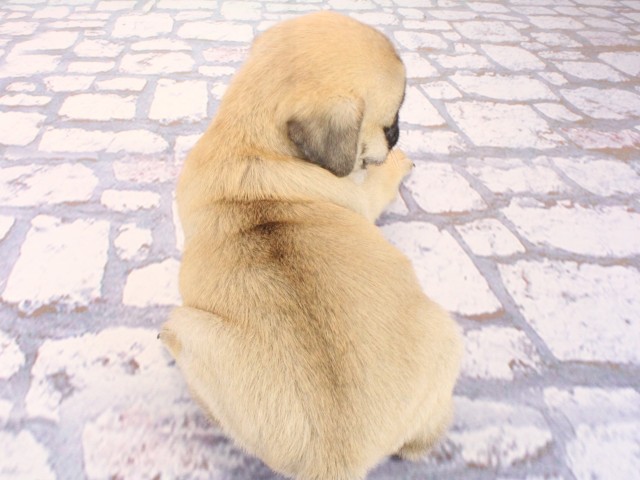 兵庫県のパグ (Coo&RIKU尼崎店/2026年4月4日生まれ/男の子/フォーン)の子犬の4枚目の画像