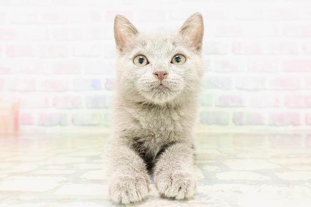 群馬県のシャルトリュー (Coo&RIKU伊勢崎店/2026年3月25日生まれ/男の子/ブルー)の子猫の1枚目の画像