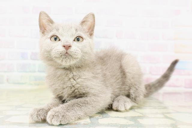 群馬県のシャルトリュー (Coo&RIKU伊勢崎店/2026年3月25日生まれ/男の子/ブルー)の子猫の2枚目の画像