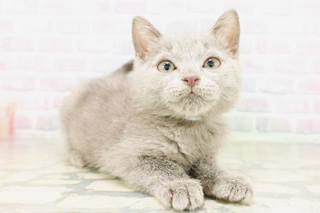 群馬県のシャルトリュー (Coo&RIKU伊勢崎店/2026年3月25日生まれ/男の子/ブルー)の子猫の3枚目の画像