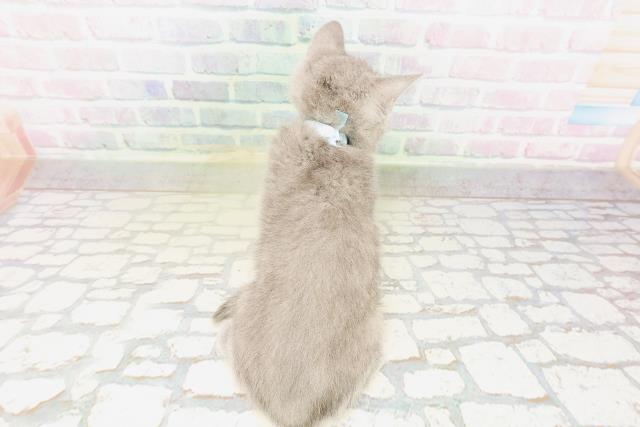 群馬県のシャルトリュー (Coo&RIKU伊勢崎店/2026年3月25日生まれ/男の子/ブルー)の子猫の4枚目の画像