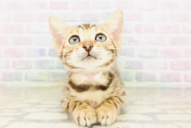 宮城県のベンガル (Coo&RIKU仙台太白店/2026年3月24日生まれ/女の子/ブラウンスポットタビー)の子猫の1枚目の画像