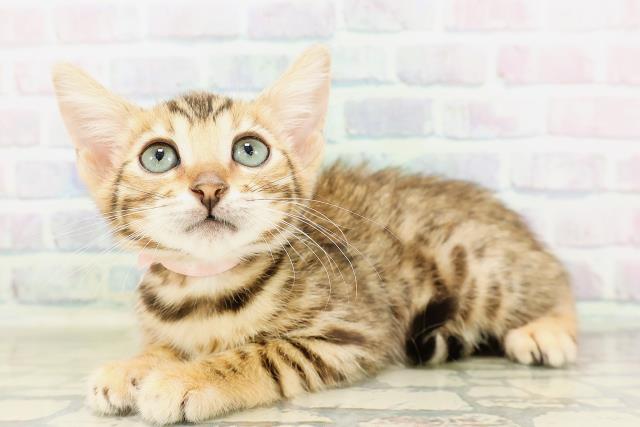 宮城県のベンガル (Coo&RIKU仙台太白店/2026年3月24日生まれ/女の子/ブラウンスポットタビー)の子猫の2枚目の画像