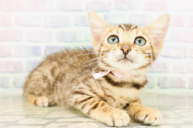 宮城県のベンガル (Coo&RIKU仙台太白店/2026年3月24日生まれ/女の子/ブラウンスポットタビー)の子猫の3枚目の画像