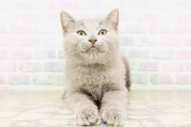 石川県のシャルトリュー (Coo&RIKUイオン野々市南店/2026年3月25日生まれ/女の子/ブルー)の子猫の1枚目の画像