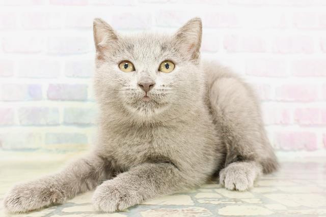 石川県のシャルトリュー (Coo&RIKUイオン野々市南店/2026年3月25日生まれ/女の子/ブルー)の子猫の2枚目の画像