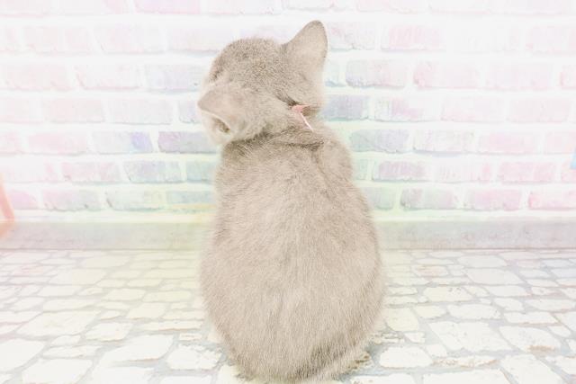 石川県のシャルトリュー (Coo&RIKUイオン野々市南店/2026年3月25日生まれ/女の子/ブルー)の子猫の4枚目の画像