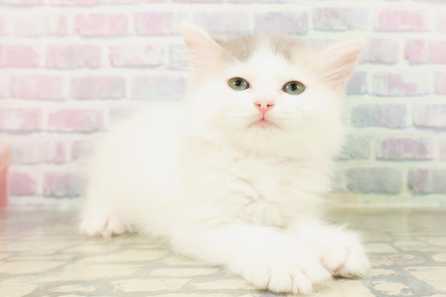 東京都のサイベリアン (Coo&RIKU下北沢店/2026年4月2日生まれ/女の子/ダイリュートキャリコ)の子猫の2枚目の画像