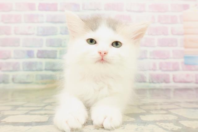 東京都のサイベリアン (Coo&RIKU下北沢店/2026年4月2日生まれ/女の子/ダイリュートキャリコ)の子猫の3枚目の画像