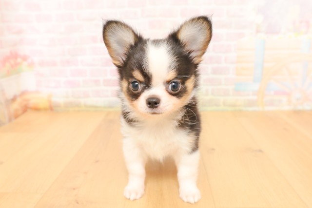 宮城県のチワワ(ロング) (Coo&RIKU石巻店/2026年3月31日生まれ/男の子/ブラックタンホワイト)の子犬の1枚目の画像
