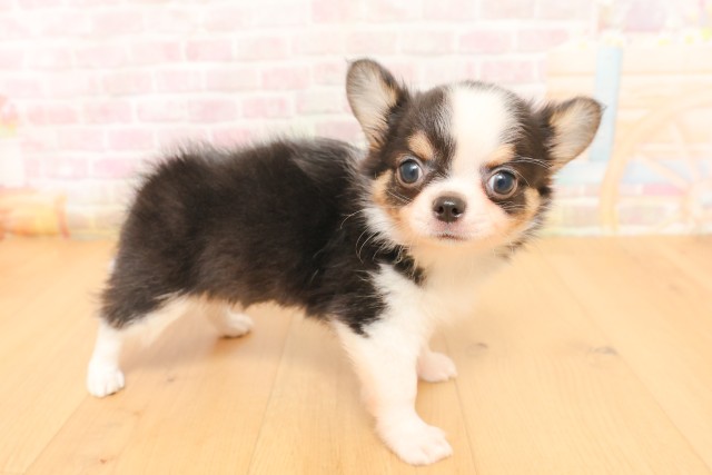 宮城県のチワワ(ロング) (Coo&RIKU石巻店/2026年3月31日生まれ/男の子/ブラックタンホワイト)の子犬の3枚目の画像