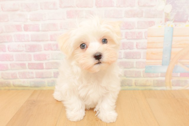 福島県のマルチーズ (Coo&RIKU郡山店/2026年4月1日生まれ/男の子/ホワイト)の子犬