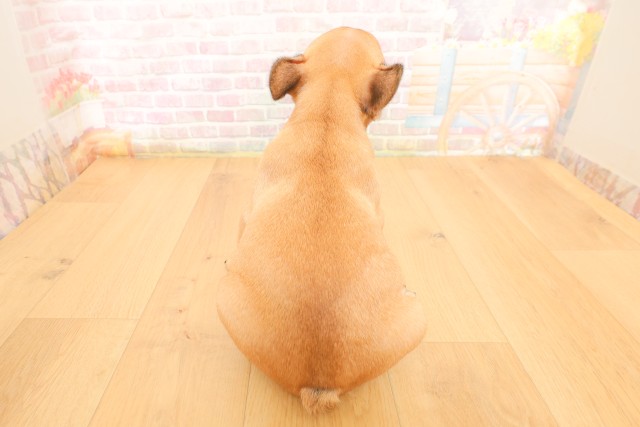 宮城県のフレンチブルドッグ (Coo&RIKU仙台太白店/2026年4月3日生まれ/男の子/フォーン)の子犬の4枚目の画像