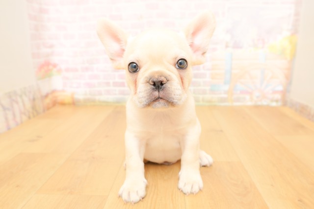福島県のフレンチブルドッグ (Coo&RIKUいわき店/2026年4月3日生まれ/男の子/クリーム)の子犬