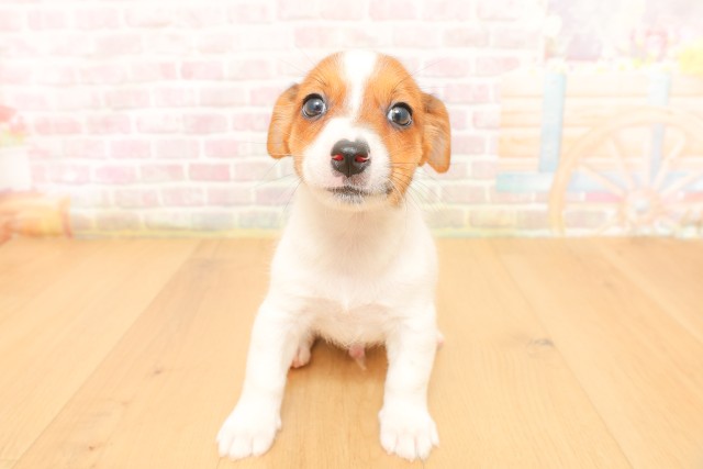 福島県のジャックラッセルテリア (Coo&RIKU福島店/2026年4月3日生まれ/男の子/ホワイトタン)の子犬