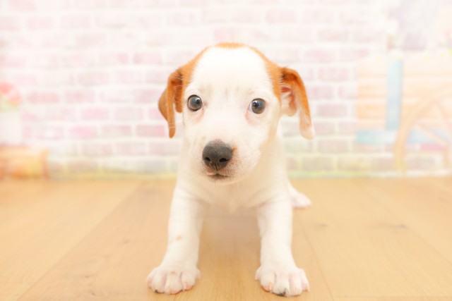 福島県のジャックラッセルテリア (Coo&RIKU郡山店/2026年4月3日生まれ/女の子/ホワイトタン)の子犬