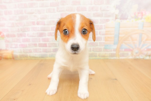 岩手県のジャックラッセルテリア (Coo&RIKU一関店/2026年4月3日生まれ/女の子/ホワイトタン)の子犬の1枚目の画像