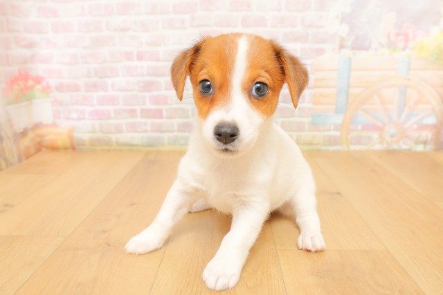 岩手県のジャックラッセルテリア (Coo&RIKU一関店/2026年4月3日生まれ/女の子/ホワイトタン)の子犬の2枚目の画像